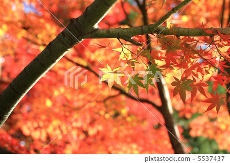 秋天的樹葉 5537437