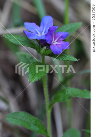 Hotaru Kazura 5537509