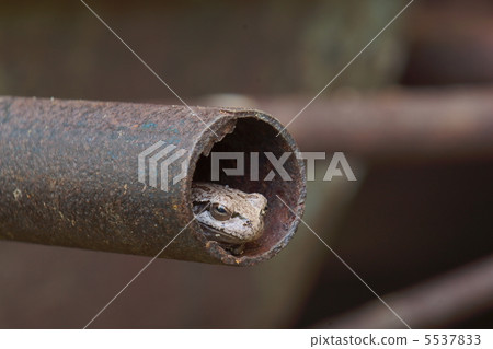 一隻青蛙 5537833