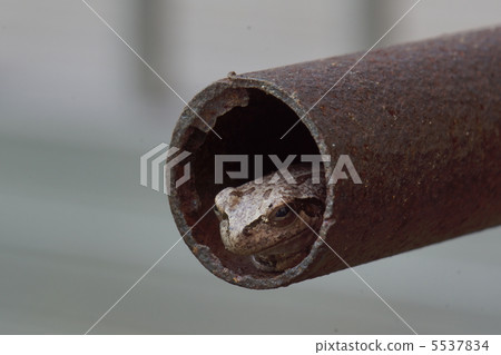 一隻青蛙 5537834