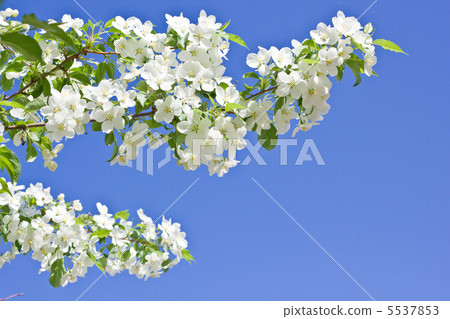 blossoming apple tree spring photo 5537853