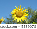 向日葵 5539078