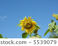 向日葵 5539079