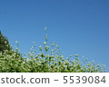 蕎麥花 5539084