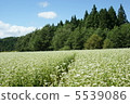蕎麥田 5539086