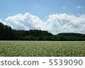 蕎麥田 5539090