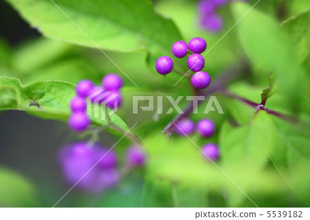 新鮮的海鯛水果 5539182