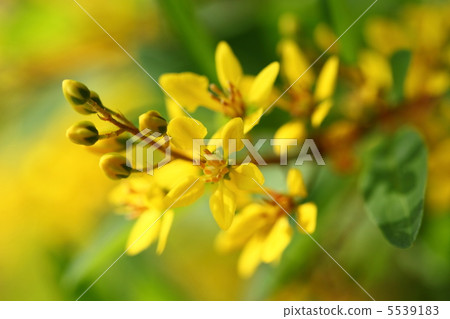 Kintoranoo Kintoranoo 5539183