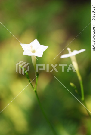 蔦蘿松 蔦蘿松 5539184