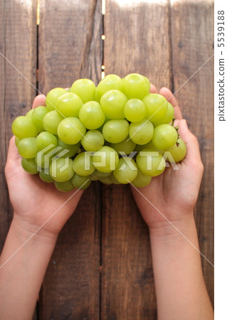 Child's hand holding Shine Muscat grapes 5539188