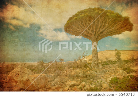 Vintage image of Dragon trees at Dixam plateau, Socotra Island, 5540713