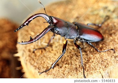 甲壳虫 锯齿状的鹿角甲虫 昆虫