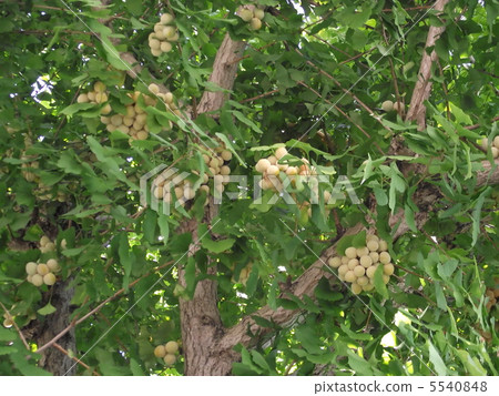 Fresh eggplant seedlings in autumn sunset Fresh eggplant seedlings in autumn sunset 5540848