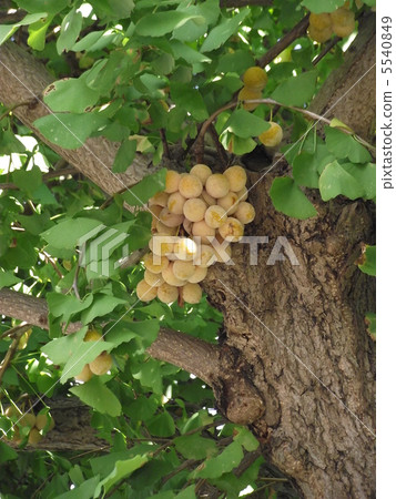 在秋天日落的新鮮的茄子幼木 5540849