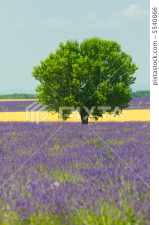 Tree in lavender field, Provence, France 5540866