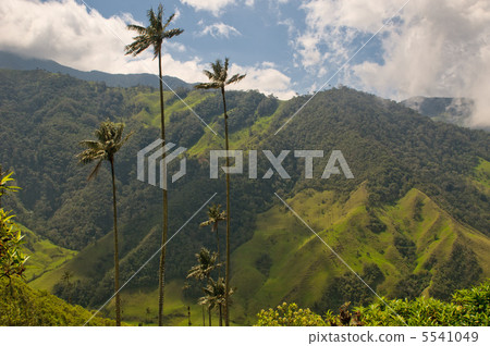 Vax palm trees of Cocora Valley, colombia 5541049