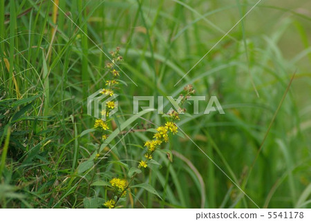 黃花 黃花 5541178