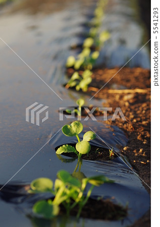 Radish sprout Radish sprout 5541293