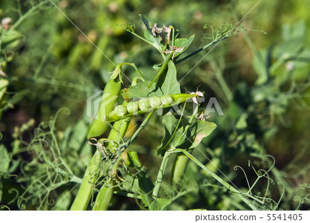 peas growing peas growing 5541405