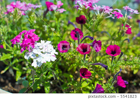 Pretty manicured flower garden with colorful azaleas. Pretty manicured flower garden with colorful azaleas. 5541823
