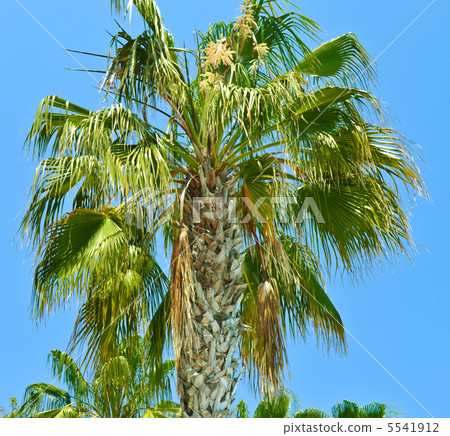 Island Paradise - Palm trees Island Paradise - Palm trees 5541912