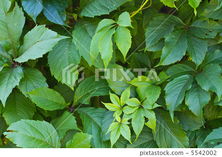 green leaves background 5542002