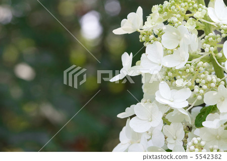 Gypsophila Gypsophila 5542382