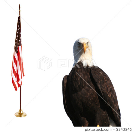 Bald eagle with American flag 5543845