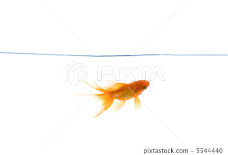 Red fish Red fish 5544440