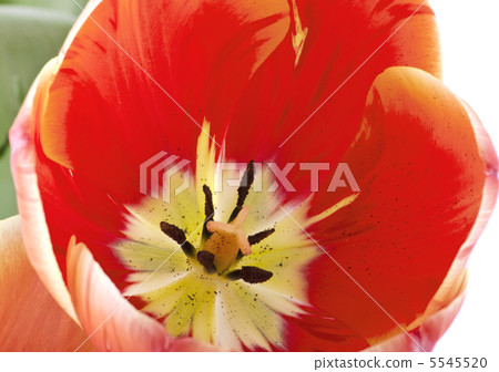 red tulips 5545520