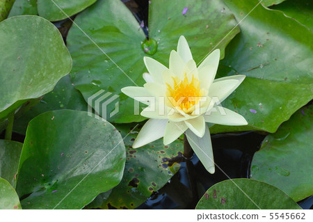 white water lily 5545662