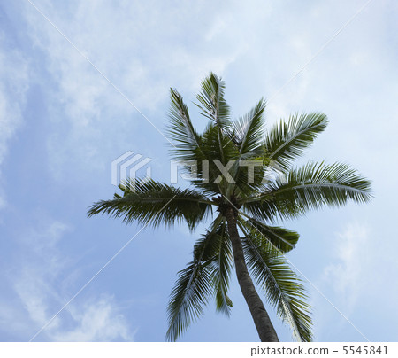 palm tree on blue sky and white clouds 5545841