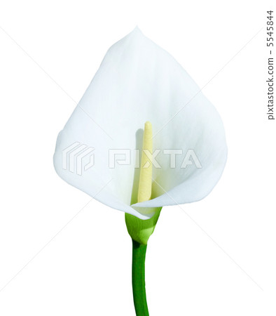 Single calla lily isolated on white background Single calla lily isolated on white background 5545844