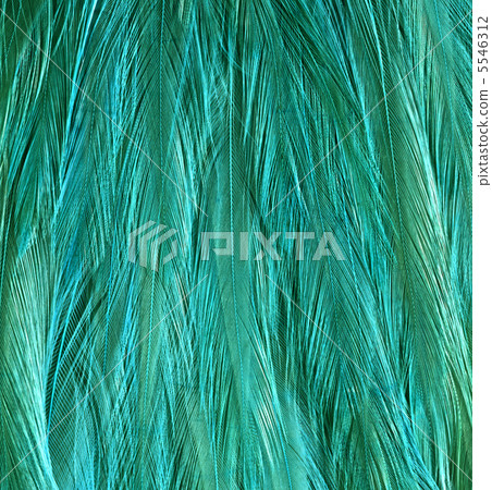 Close-up of peacock feathers 5546312