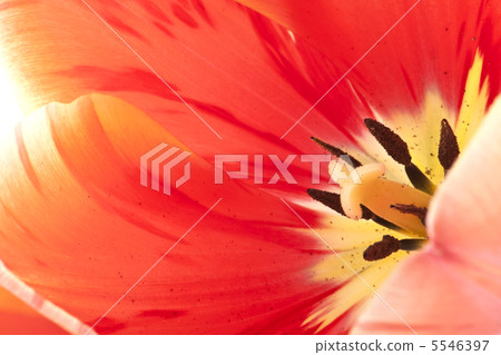 red tulips 5546397