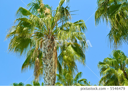 Island Paradise - Palm trees Island Paradise - Palm trees 5546479