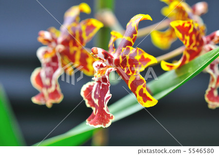 Onshiemu(Colmanara Wildcat) Onshiemu(Colmanara Wildcat) 5546580