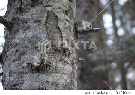 兩個摩門教徒堅持分支 5546585