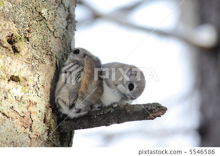 兩個moonga典當在一起 兩個moonga典當在一起 5546586