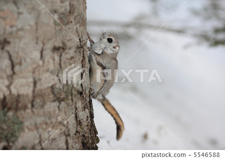 Ezomon moonga站在樹上（側身） 5546588