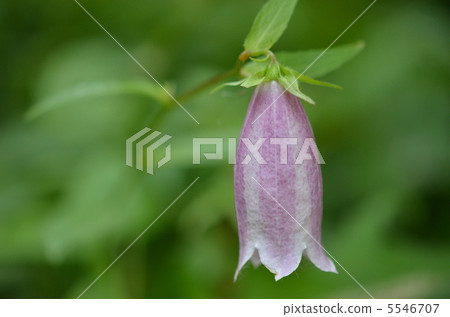 花 花 5546707