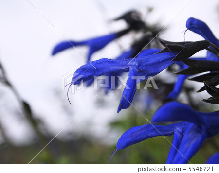 Salvia Galanica 5546721