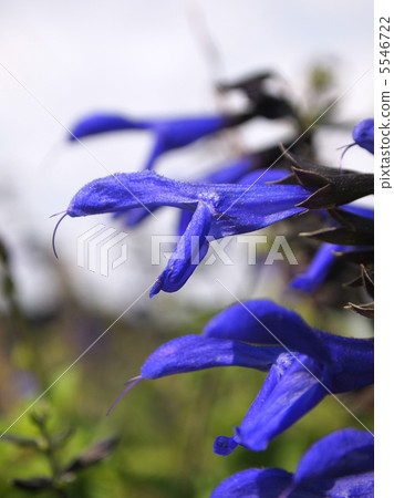 Salvia Galanica 5546722
