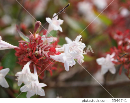 Hana Sono Tsukubane Hutugi Hana Sono Tsukubane Hutugi 5546741