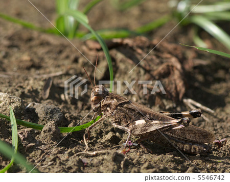 Ibo butter left rearward Ibo butter left rearward 5546742