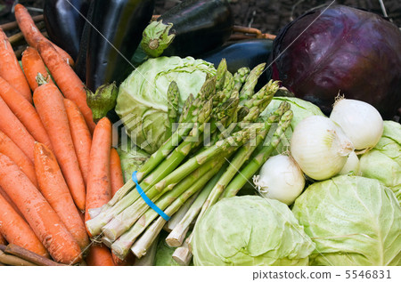 fresh vegetables fresh vegetables 5546831