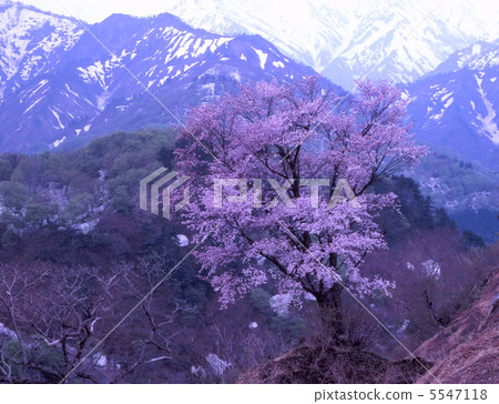 Taraguchi Pass的春天 5547118