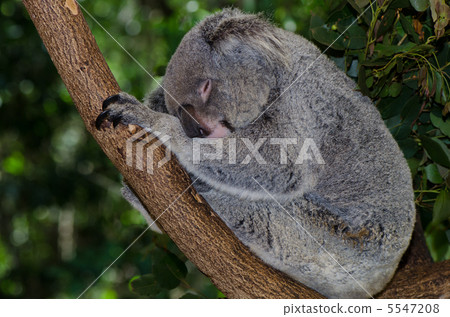 打瞌睡的考拉的整個身體 5547208