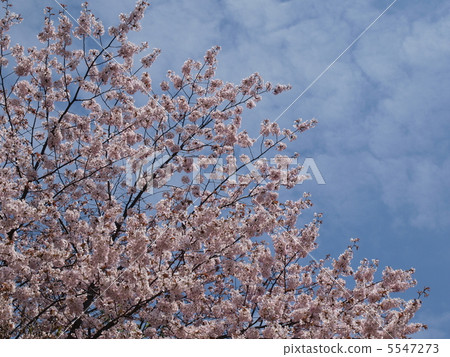 Cherry tree in the sky 5547273