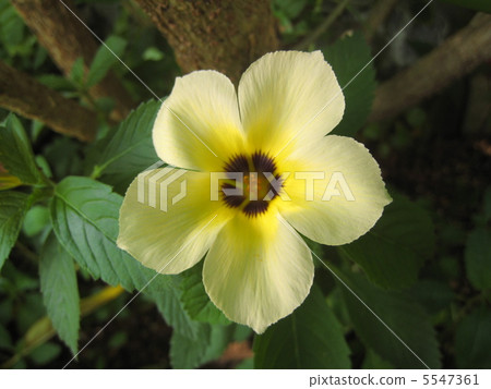 Turnera Triioniflora Turnera Triioniflora 5547361